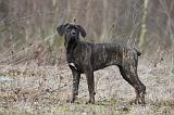 CANE CORSO 776